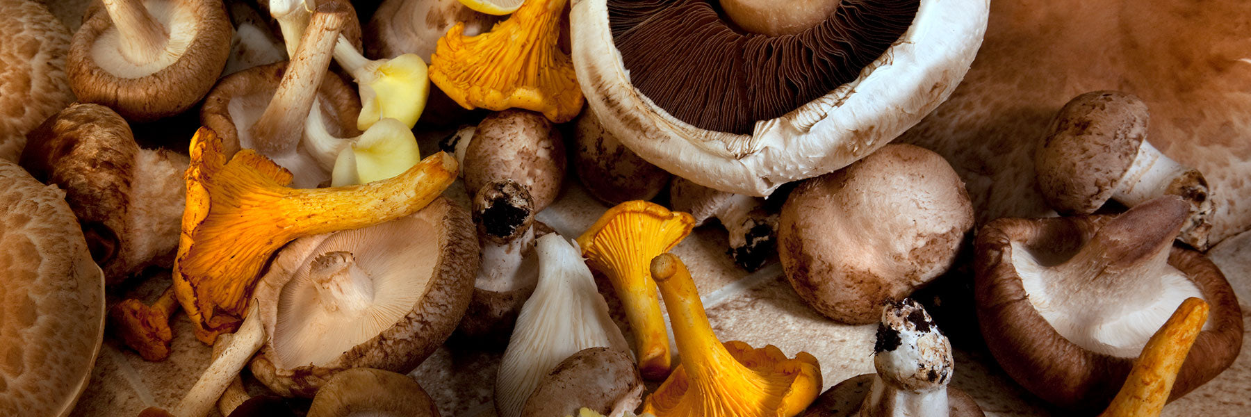 Mushrooms as Medicine: The Health Benefits of Advanced Mushroom Formulas